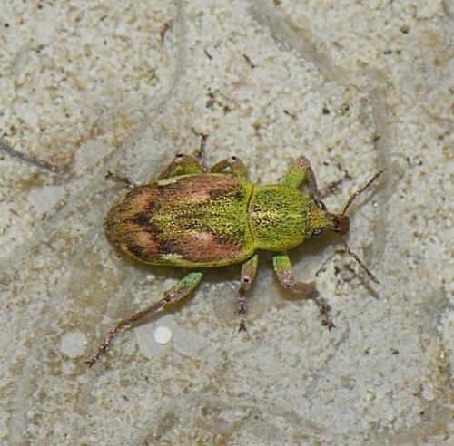 Réf. 216 079 : Coniatus tamarisci